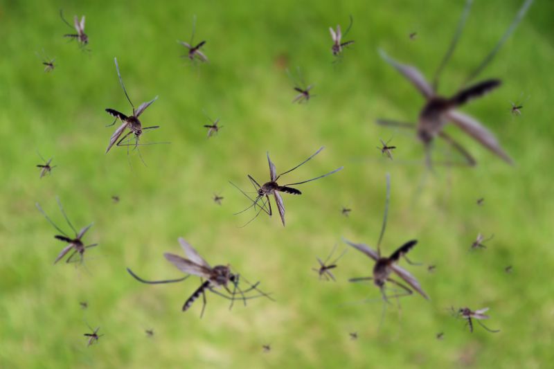 Mosquito Control Service in Mckinney, TX