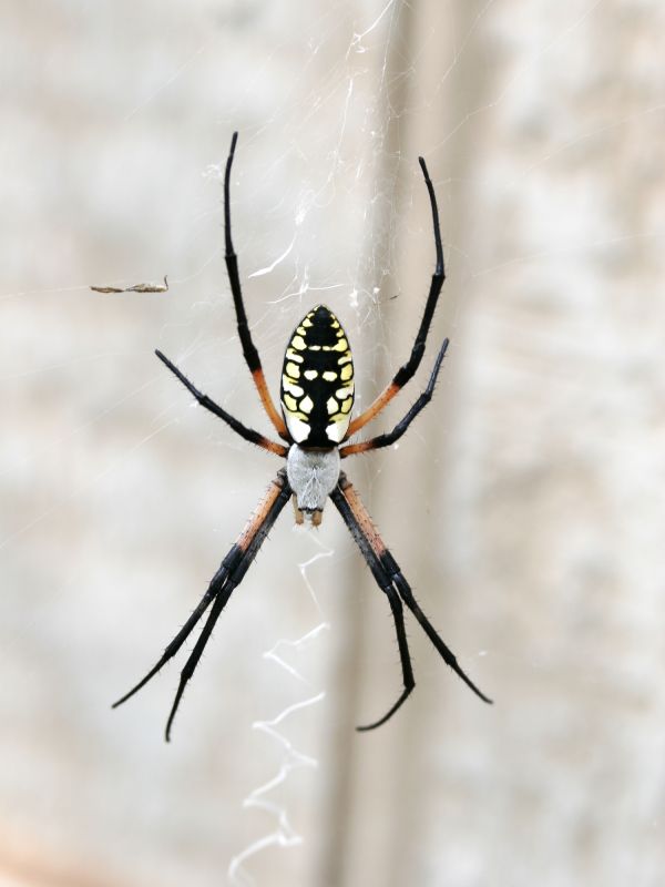 Spider Extermination Service in New Braunfels, TX
