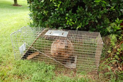 Armadillos Removal