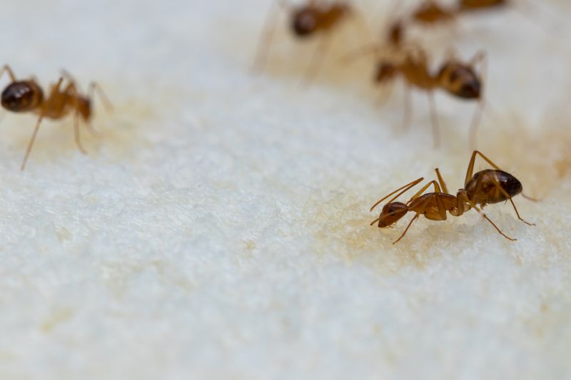 Ant Control Service in Denton, TX