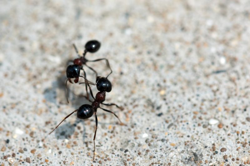Ants Extermination Service in Katy, TX