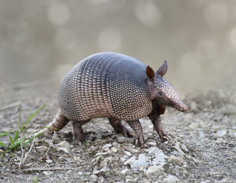 Armadillos Removal