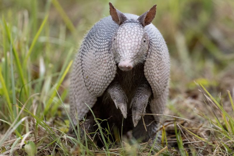 Armadillos Removal