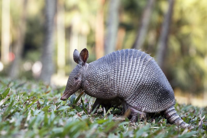 Armadillos Removal