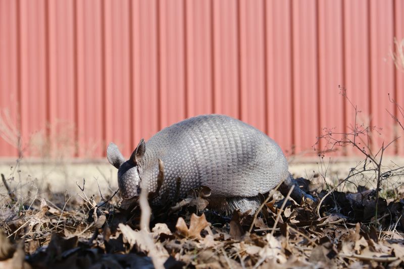 Armadillos Removal