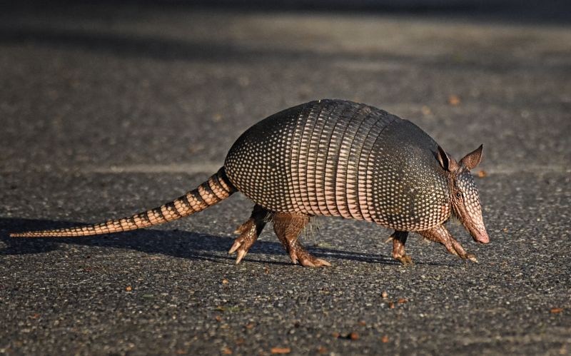 Armadillos Removal Process