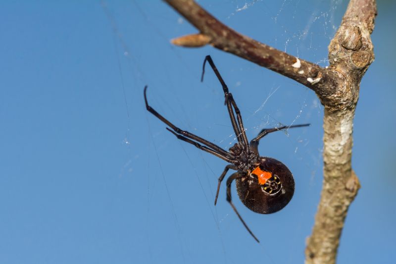 Black Widow Extermination in Frisco, TX