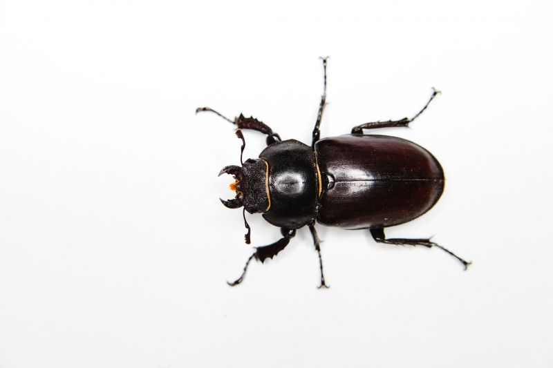 Chigger Extermination in Katy, TX