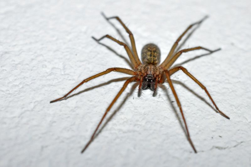 Common Spiders Extermination in Frisco, TX