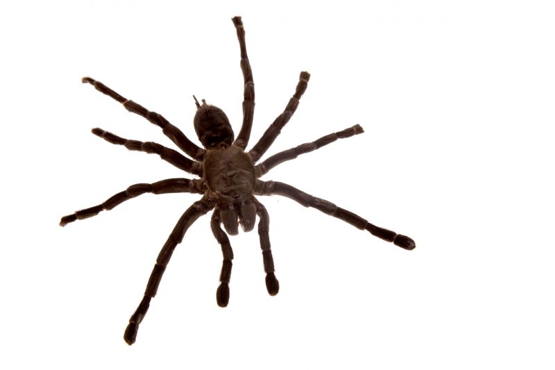 Common Spiders Extermination in Mckinney, TX