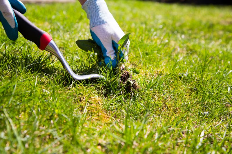 Cost of Armadillos Removal — Cost of Armadillos Removal