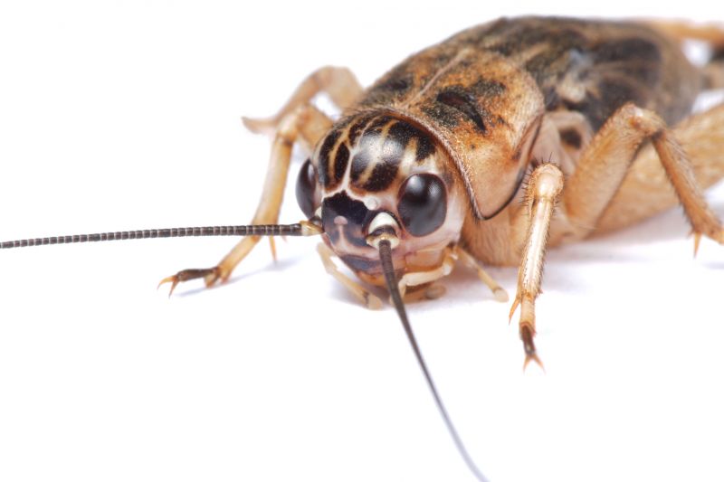 Cricket Control Service in Frisco, TX