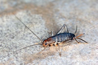 Cricket Prevention in Denton, TX