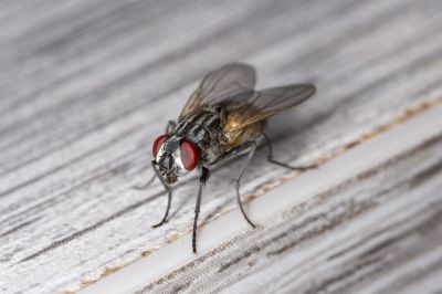 Fly Extermination in Mckinney, TX
