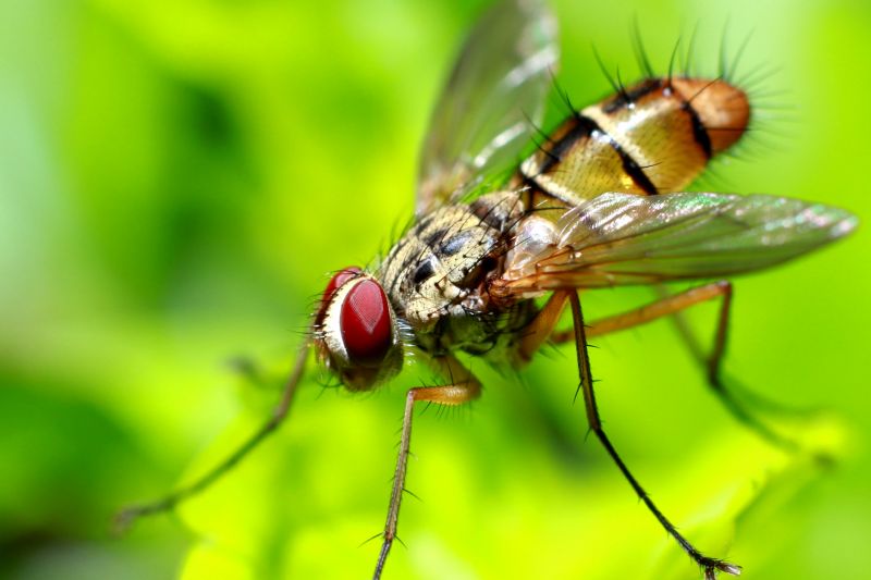 Fly Extermination in Fort Worth, TX