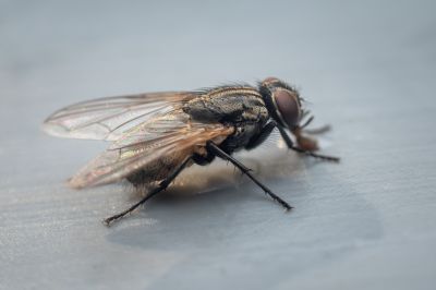 Fly Pest Control in Rockwall, TX