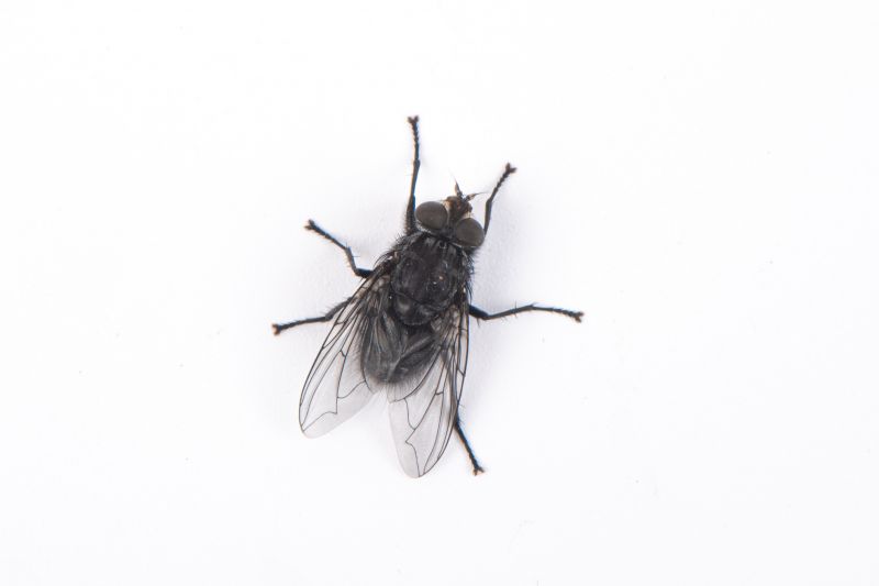 Fruit Fly Extermination in Fort Worth, TX