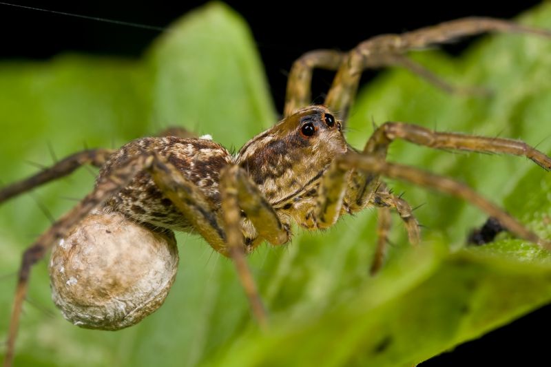 Huntsman Spider Extermination in Mckinney, TX