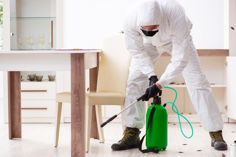 Insect Extermination Service in Frisco, TX