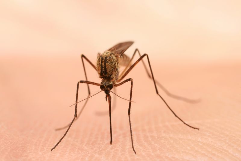 Mosquito Control Service in Fort Worth, TX
