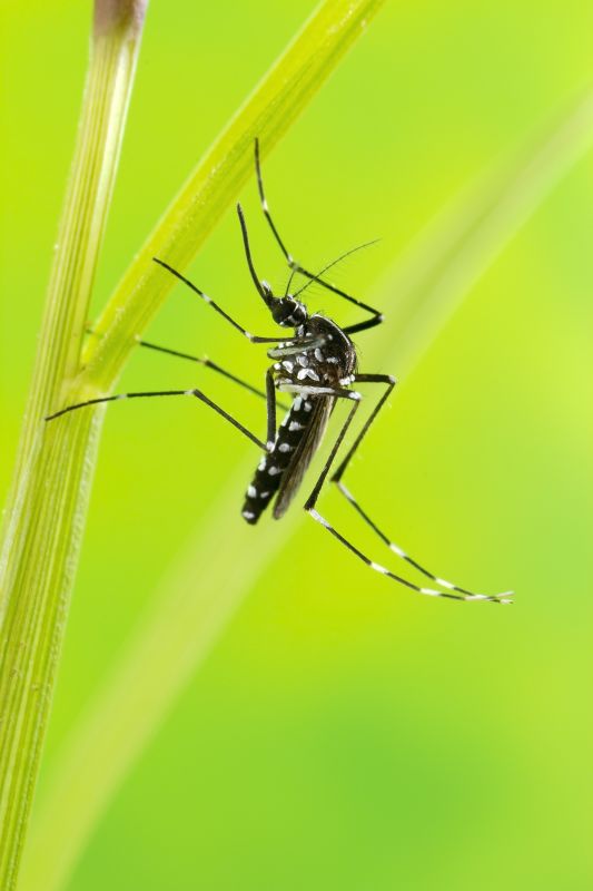 Mosquito Control Service in Rockwall, TX