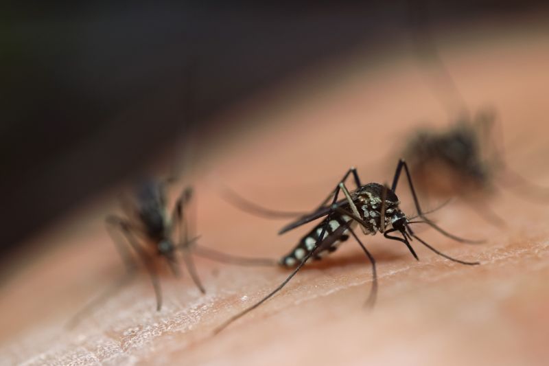 Mosquito Control Service in Arlington, TX