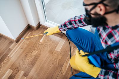 Mouse Spider Extermination in Frisco, TX