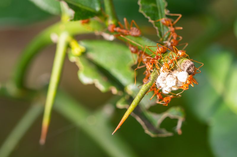 Red Ant Extermination in Fort Worth, TX