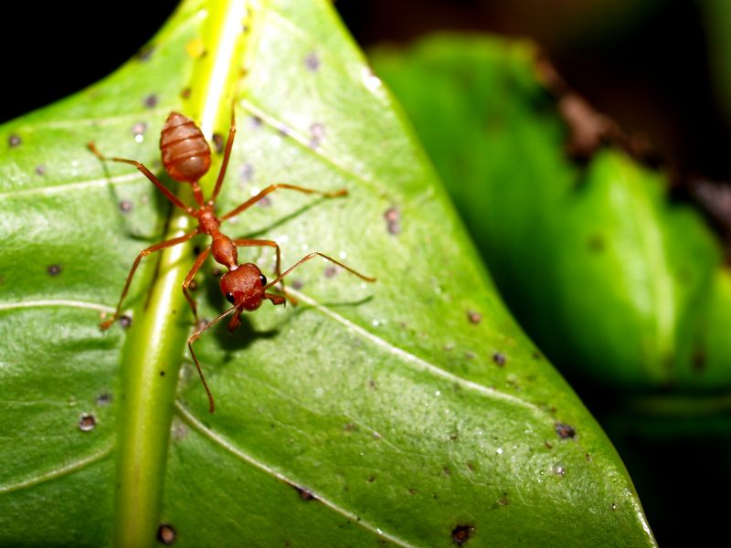 Red Ant Extermination in Rockwall, TX