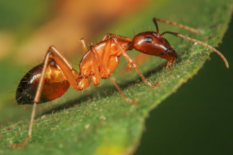 Red Ant Extermination in New Braunfels, TX