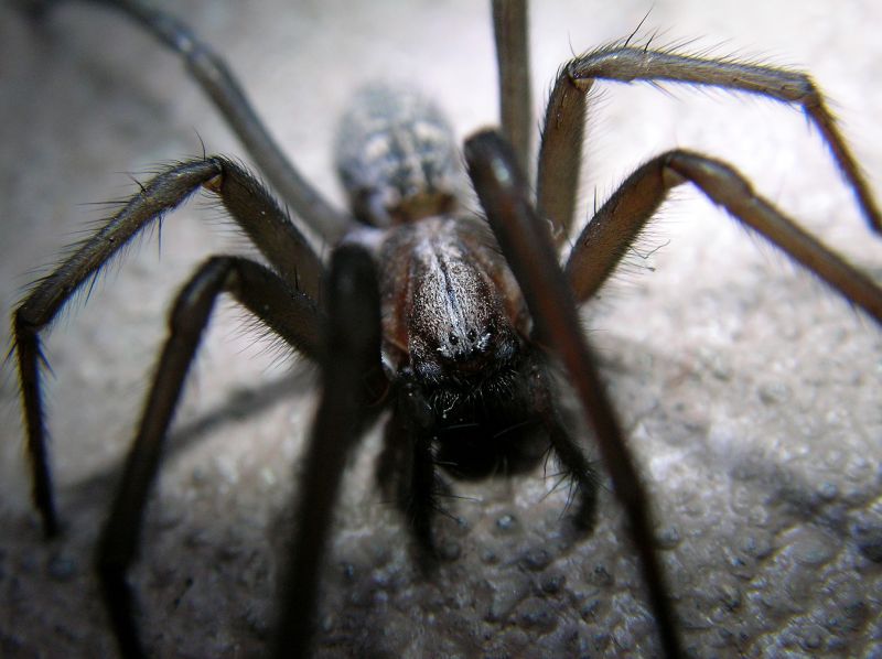 Spider Extermination Service in Mckinney, TX
