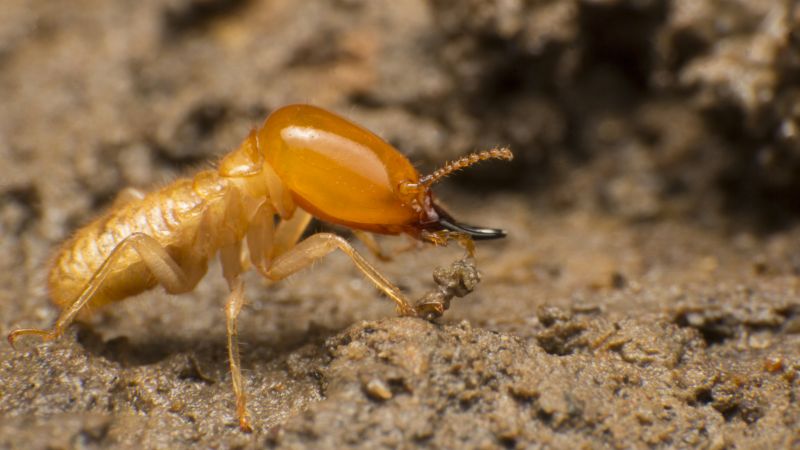 Termite Inspection Service in Frisco, TX