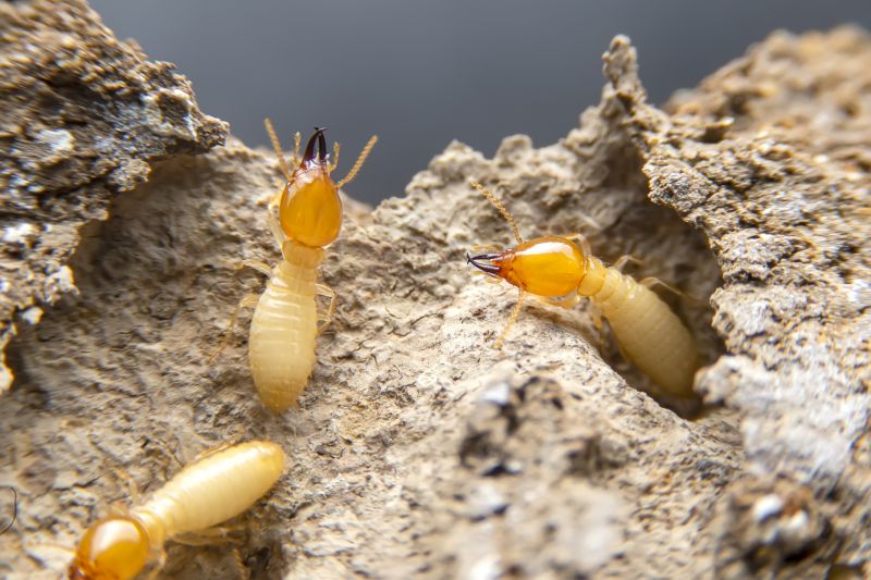 Termite Treatment Service in Katy, TX