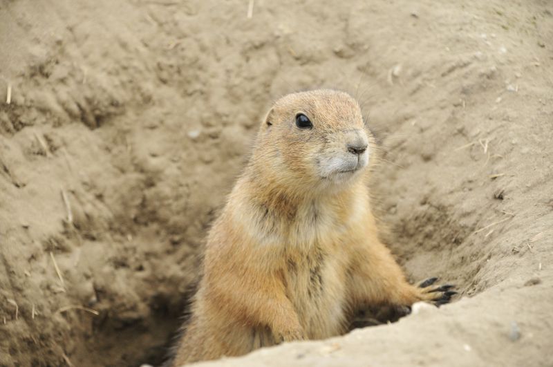 Property Damage Inspection