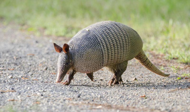 Why Armadillos Dig Up Yards And How To Stop The Damage