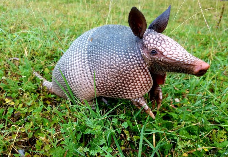 Why Armadillos Dig Up Yards And How To Stop The Damage