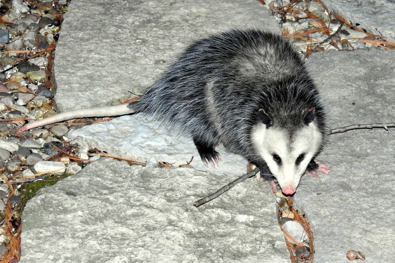 Opossum Entry