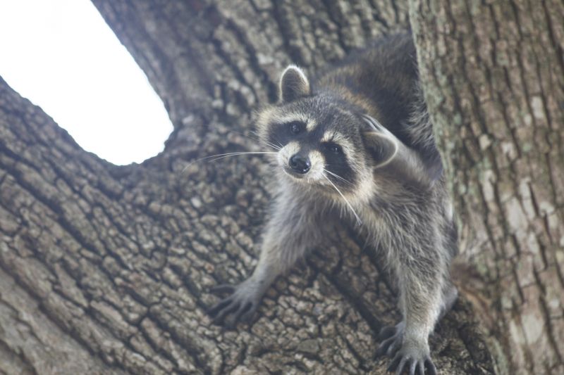 Raccoon in Tree